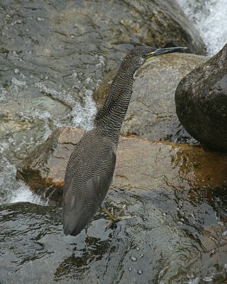 Fasciated Tiger-heron