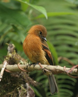 Cinnamon Flycatcher