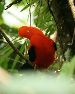 Andean Cock-of-the-rock