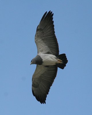 Black-chested Buzzard-eagle