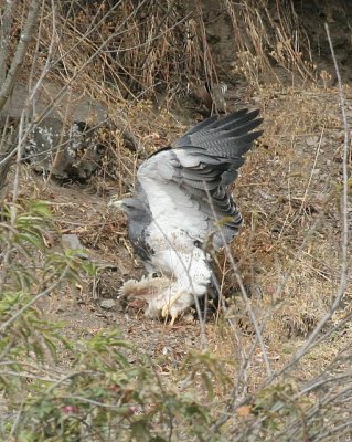 Black-chested Buzzard-eagle