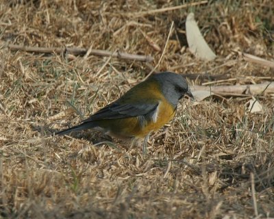 Peruvian Sierra-finch