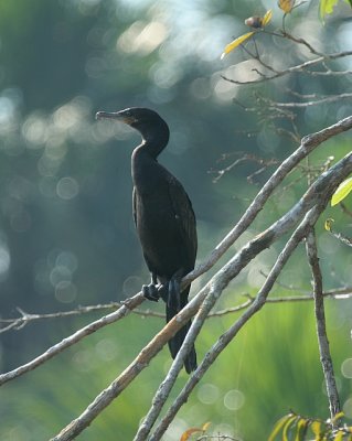 Olivaceous Cormorant