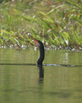 Anhinga