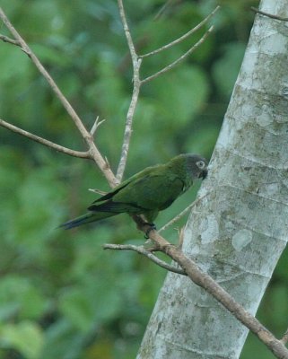 Dusky-headed Parakeet