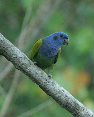 Blue-headed Parrot