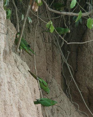 White-eyed Parakeets