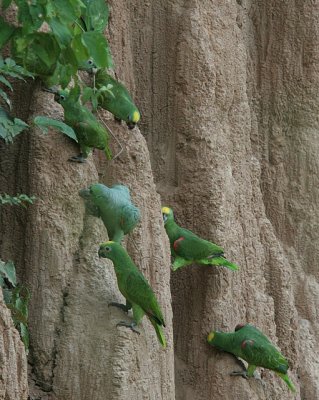 Yellow Crowned and Mealy Parrots