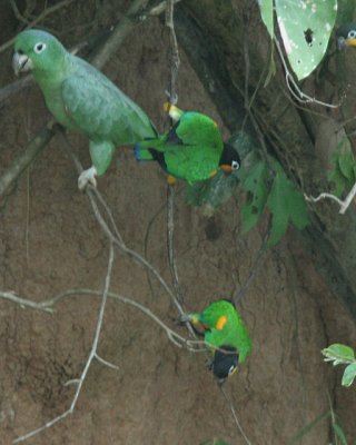 Mealy & Orange-cheeked Parrots