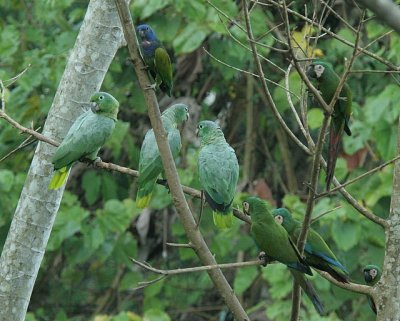 Chestnut-fronted Macaws with Mealy & Blue-headed Parrots 