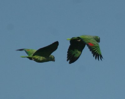 Mealy Parrots