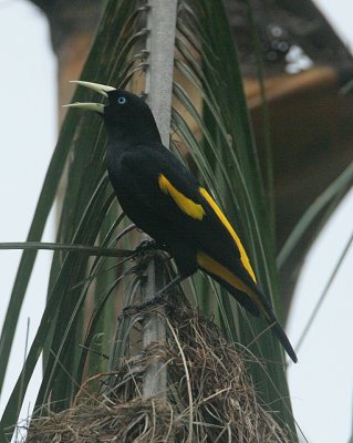 Yellow-rumped Cacique