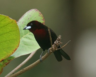 Silver-beaked Tanager