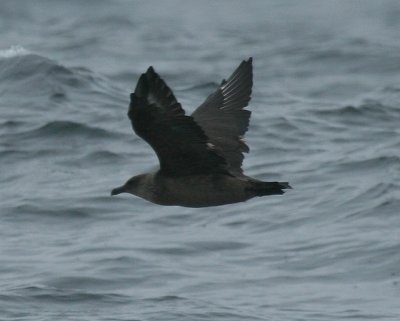 South-polar Skua