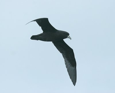 White-chinned Petrel