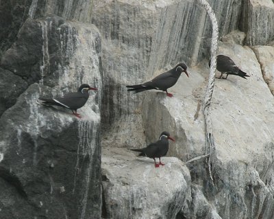 Inca Terns