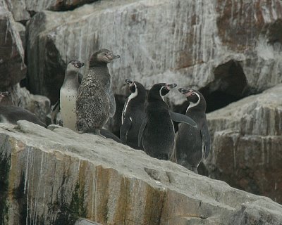 Humbolt Penguins