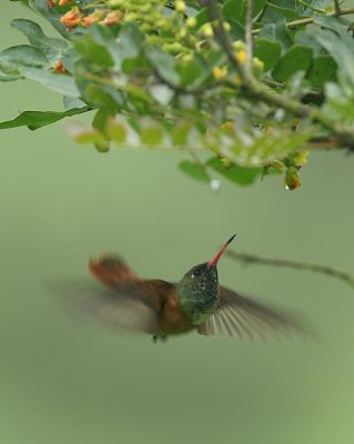 Amazilia Hummingbird