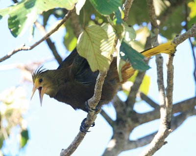 Russet-backed Oropendola