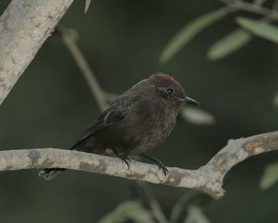Vermilion Flycatcher (Dark Form -Male)