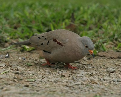Croaking Ground-dove