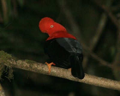 Andean Cock-of-the-rock