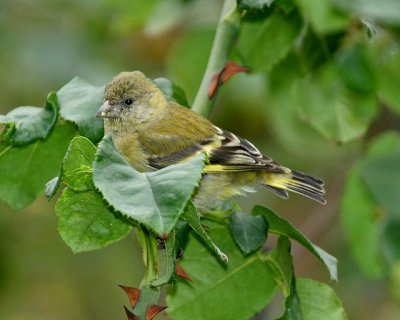 Hooded Siskin