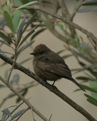 Vermilion Flycatcher (Dark Form -fem.)