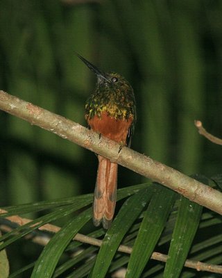 Bluish-fronted Jacamar