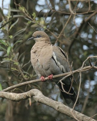 Pacific Dove