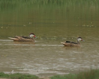 White-cheeked Pintails