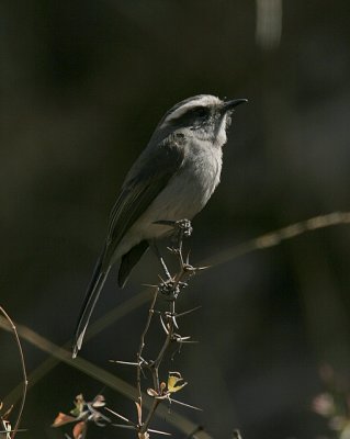 White-browed Chat-tyrant