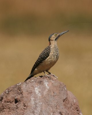 Andean Flicker