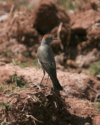 Rufous-napped Ground-tyrant