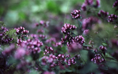 finnish_garden