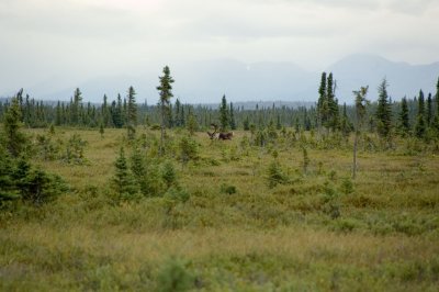 Alaska 2006 0508.jpg