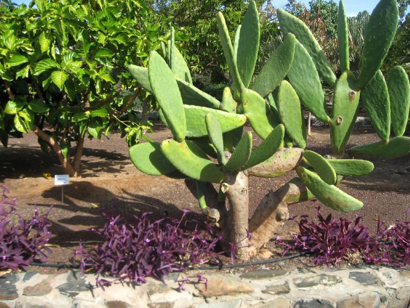 Cactus with Elliptical Leaves,  Opuntia