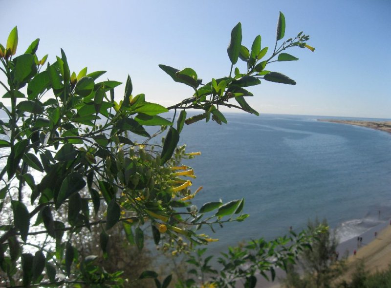 Seascape with Flowers