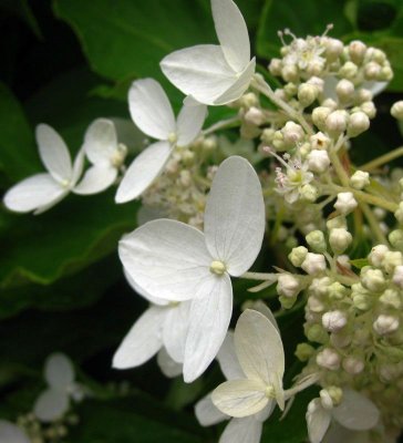 White Propellers