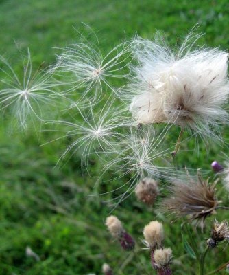 Waiting for a  Gust of Wind..