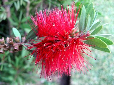Red Flower = Callistemon Citrinus, Bottlebrush