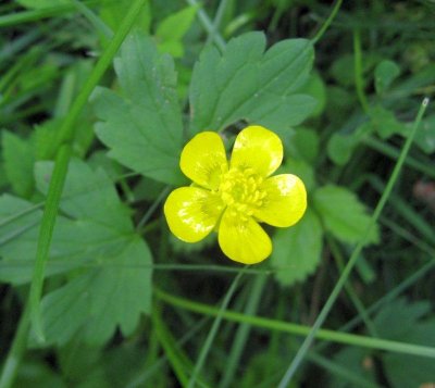 Meadow Buttercup