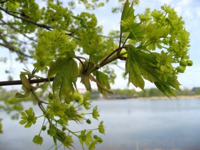 Maple Blooming