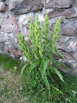 Northern Dock; Rumex longifolius