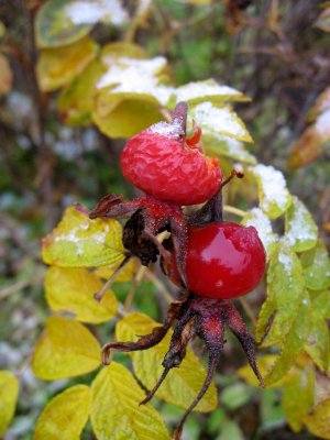 Rose Hips..