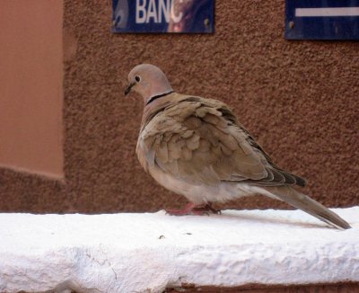 Eurasian Collared Dove