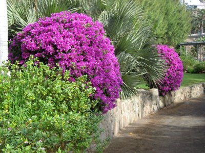 Bougainvillea and Palms