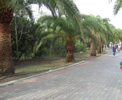 Palm Boulevard