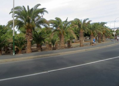 Palm Boulevard  2