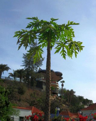 Paw Paw Tree, Carica Papaya